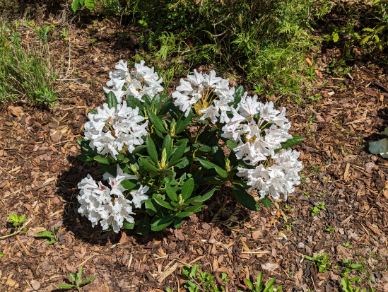 Paradiesgartenweg, Hornbach
13. Mai 2023